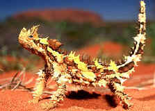 Thorny Devil