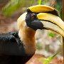 great hornbill