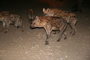 Hyena's in Harar