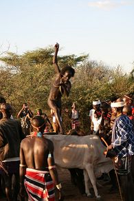 bull jumping