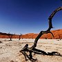 Dead vlei