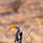 Etosha NP